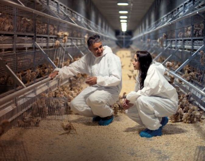 Empresa chilena productora y distribuidora de huevos