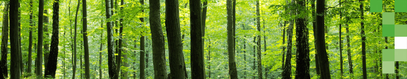 Bosque denso con arboles